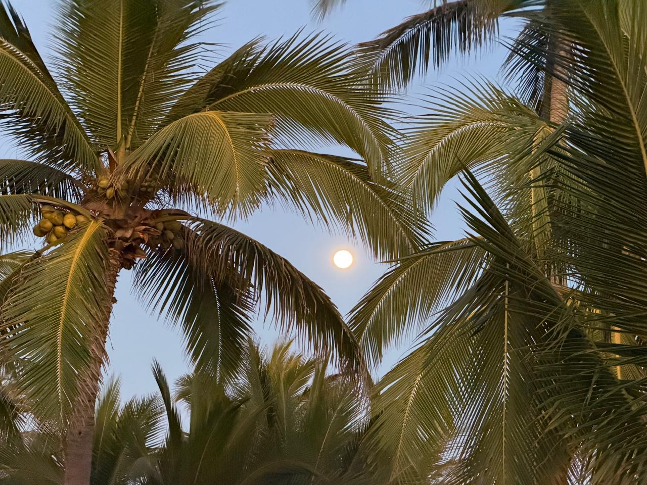 Moon through the palms